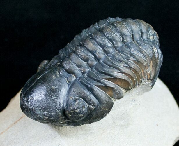Arched Reedops Trilobite From Morocco #9731